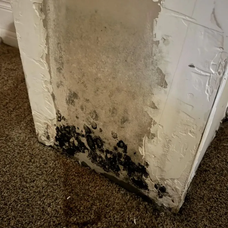 Professional Mold Removal in Dexter, MI